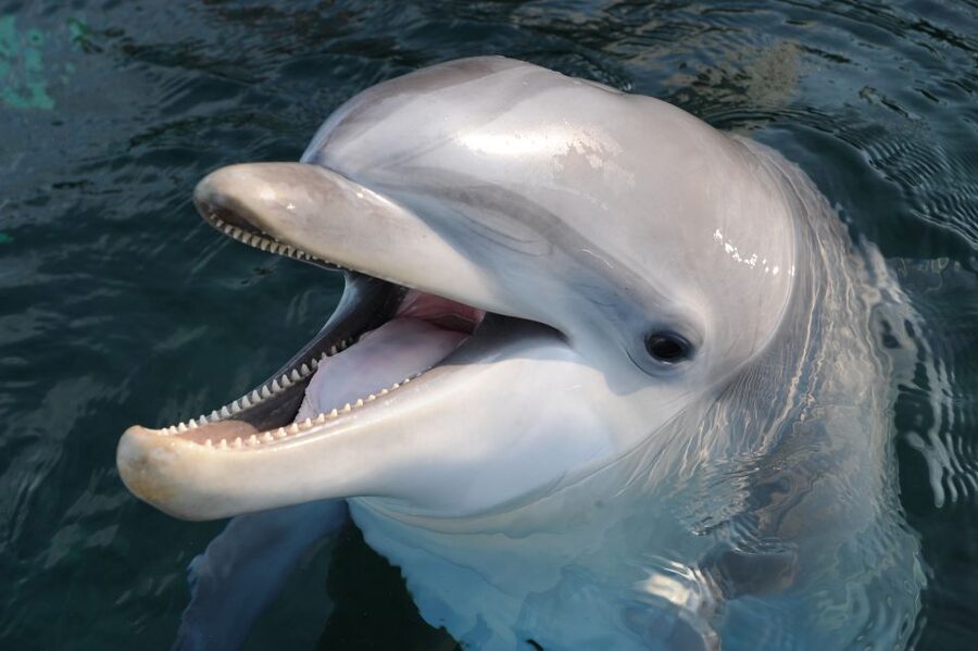 Genoa: Aquarium of Genoa & City of Children and Youth Ticket - Key points to know before you go
