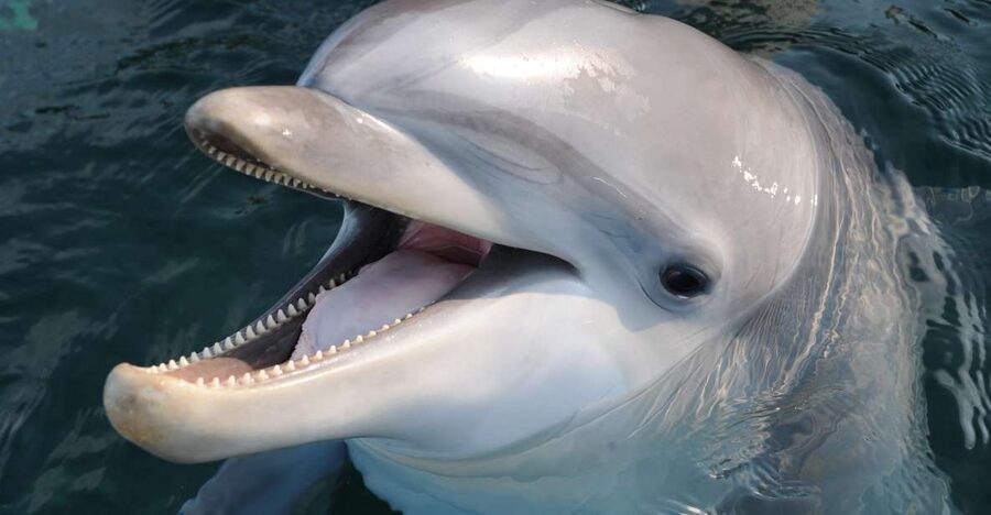 Genoa: Aquarium of Genoa & City of Children and Youth Ticket - Starting with the City of Children and Youth