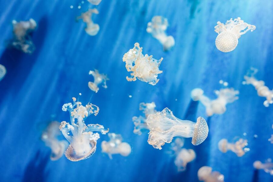 Genoa: Aquarium of Genoa Entry Ticket - Why Genoa’s aquarium is worth your time