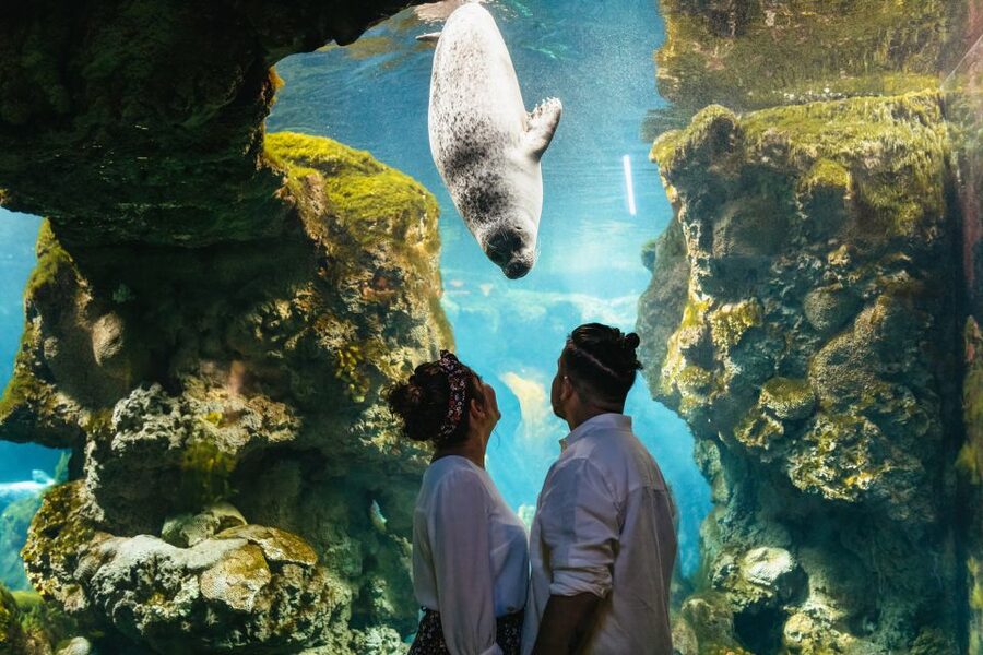 Genoa: Aquarium of Genoa Entry Ticket - The Cetacean Pavilion and Renzo Piano’s dolphins
