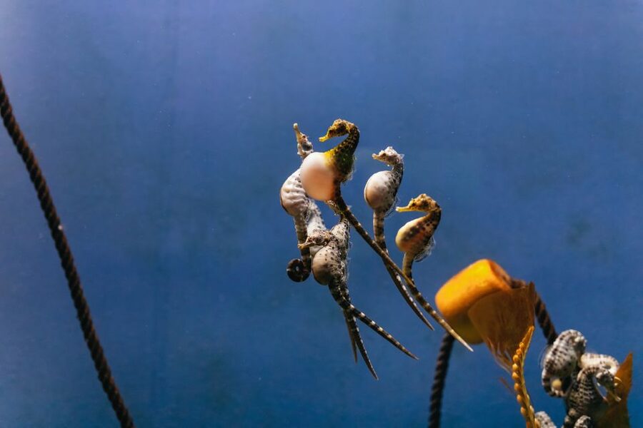 Genoa: Aquarium of Genoa Entry Ticket - Reptiles, frogs, and unexpected residents