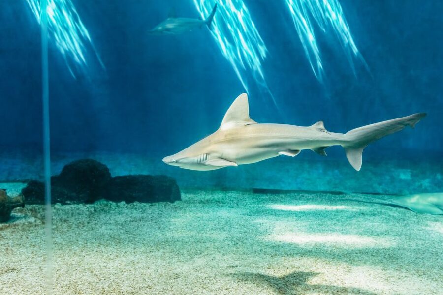 Genoa: Aquarium of Genoa Entry Ticket - How long should you plan to stay?