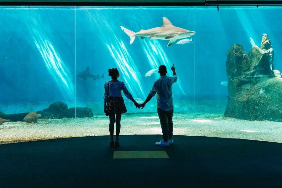 Genoa: Aquarium of Genoa Entry Ticket - Families, adults, and who will enjoy it most