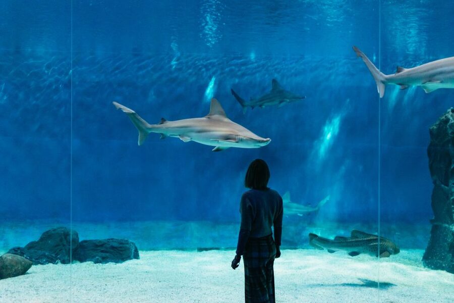 Genoa: Aquarium of Genoa with Lunch - Key points at a glance