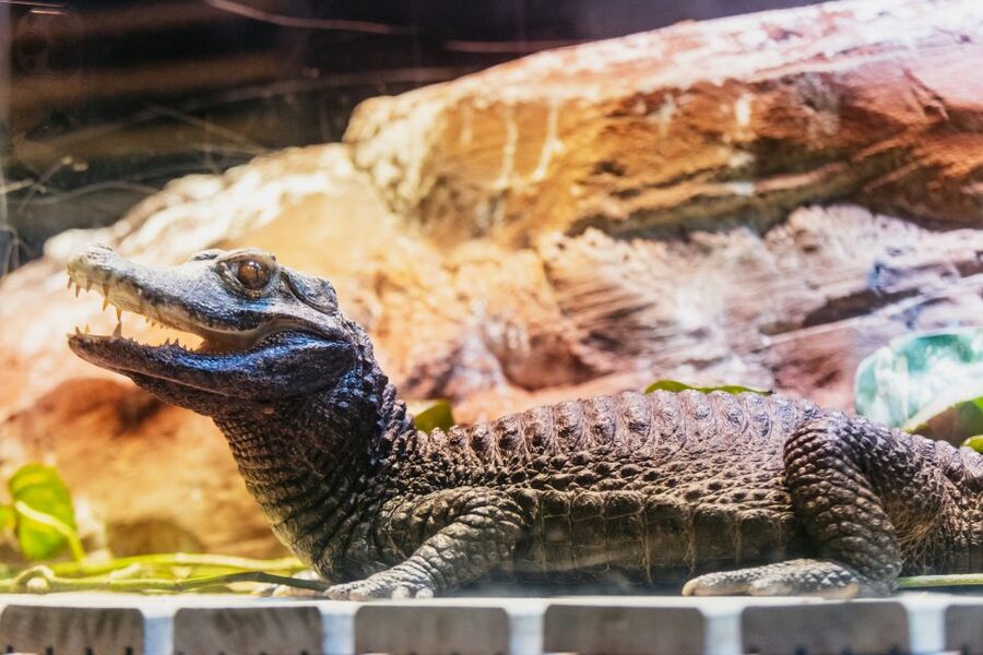 Genoa: Aquarium of Genoa with Lunch - A practical plan for your day