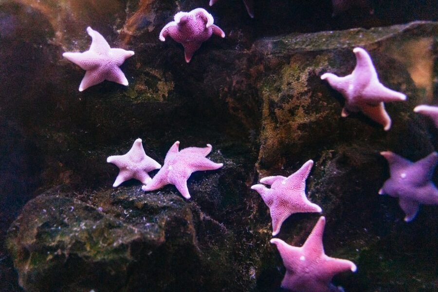 Genoa: Aquarium of Genoa with Lunch - Genoa’s port sets the scene