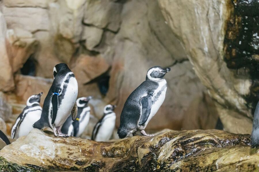 Genoa: Aquarium of Genoa with Lunch - The exhibits are strongest when you take your time