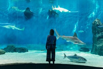 Aquarium of Genoa with Lunch