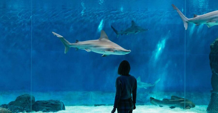Genoa: Aquarium of Genoa with Lunch - Lunch at Tender Café