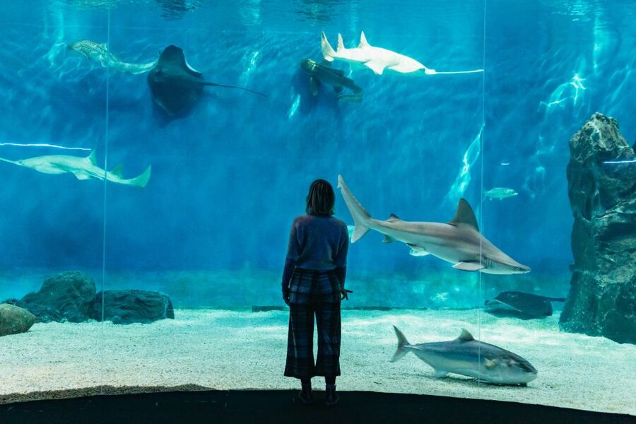Genoa: Aquarium of Genoa with Lunch - Inside the Aquarium of Genoa