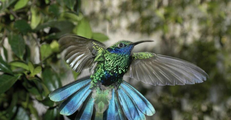Genoa: Biosfera Entrance Ticket - The plants worth slowing down for