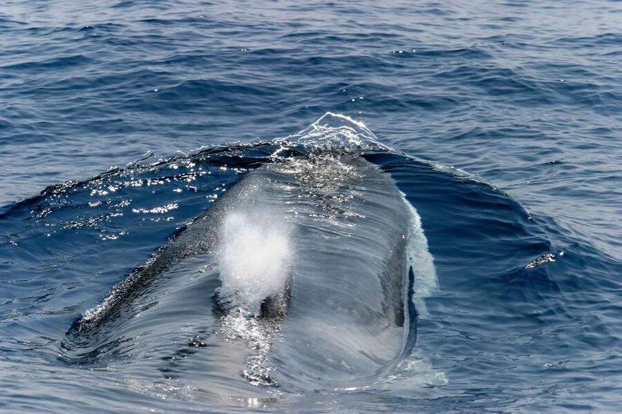 Genoa: Cetacean Watching Cruise with Marine Biologist Guide - Why the Pelagos Sanctuary Makes This Trip Different