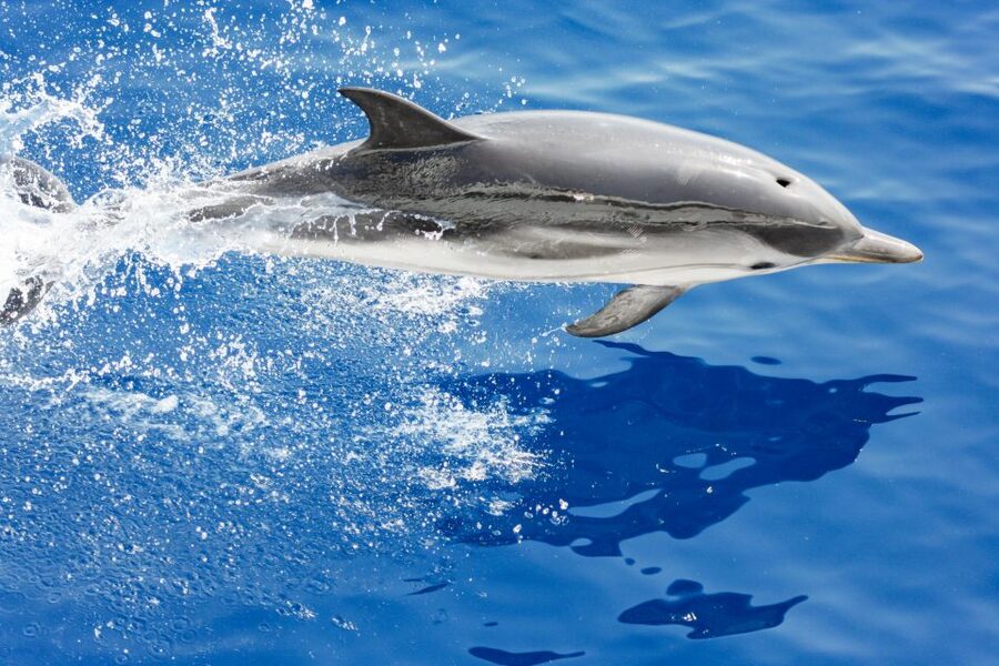 Genoa: Cetacean Watching Cruise with Marine Biologist Guide - The 4.5-Hour Search at Sea