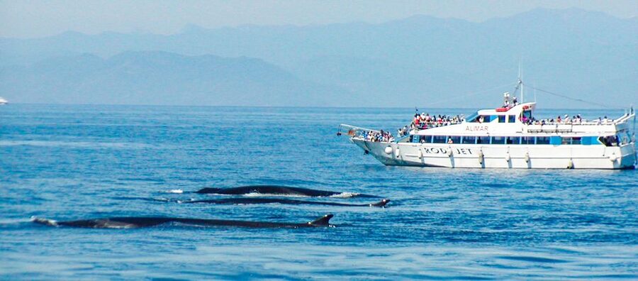 Genoa: Cetacean Watching Cruise with Marine Biologist Guide - A Marine Biologist Rather Than a Simple Boat Ride