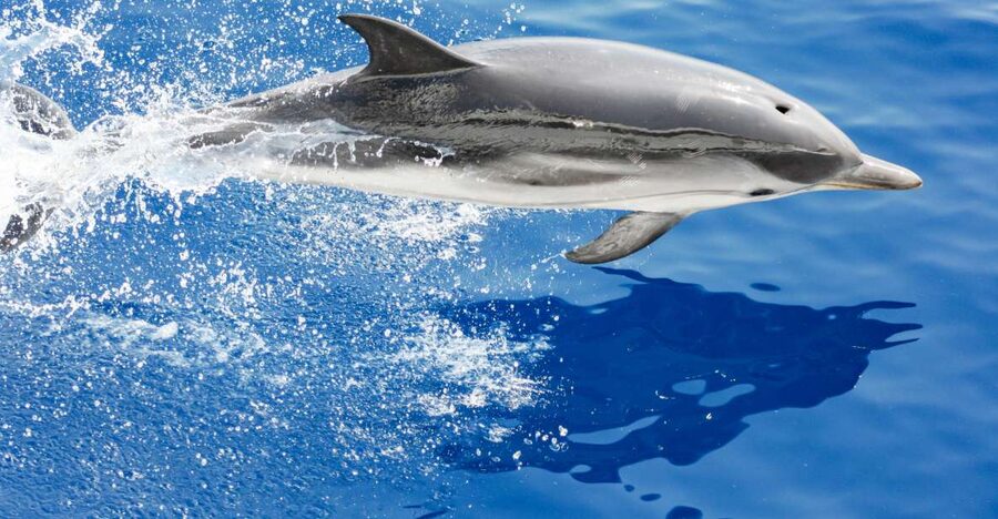 Genoa: Cetacean Watching Cruise with Marine Biologist Guide - Starting at Genoa’s Aquarium Pier