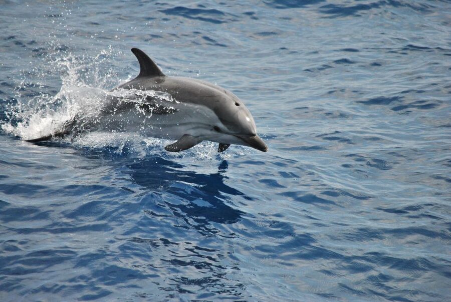 Genoa: Pelagos Sanctuary Whale Watching Cruise - Key points to know before you book