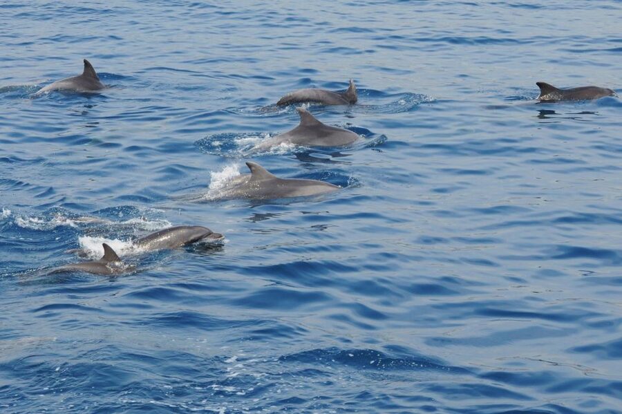 Genoa: Pelagos Sanctuary Whale Watching Cruise - Leaving Genoa from Calata Mandraccio