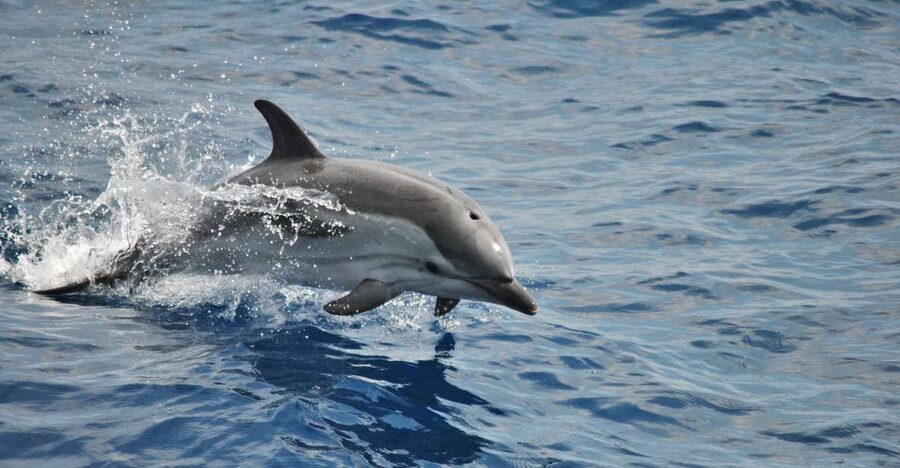 Genoa: Pelagos Sanctuary Whale Watching Cruise - Watching dolphins race the boat