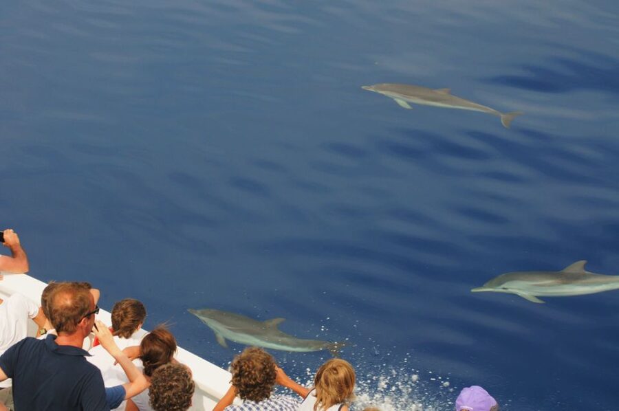 Genoa: Pelagos Sanctuary Whale Watching Cruise - The biologist guide and the pace of the trip