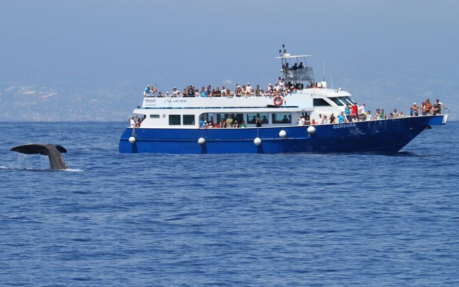 Genoa: Pelagos Sanctuary Whale Watching Cruise - What four hours really feels like