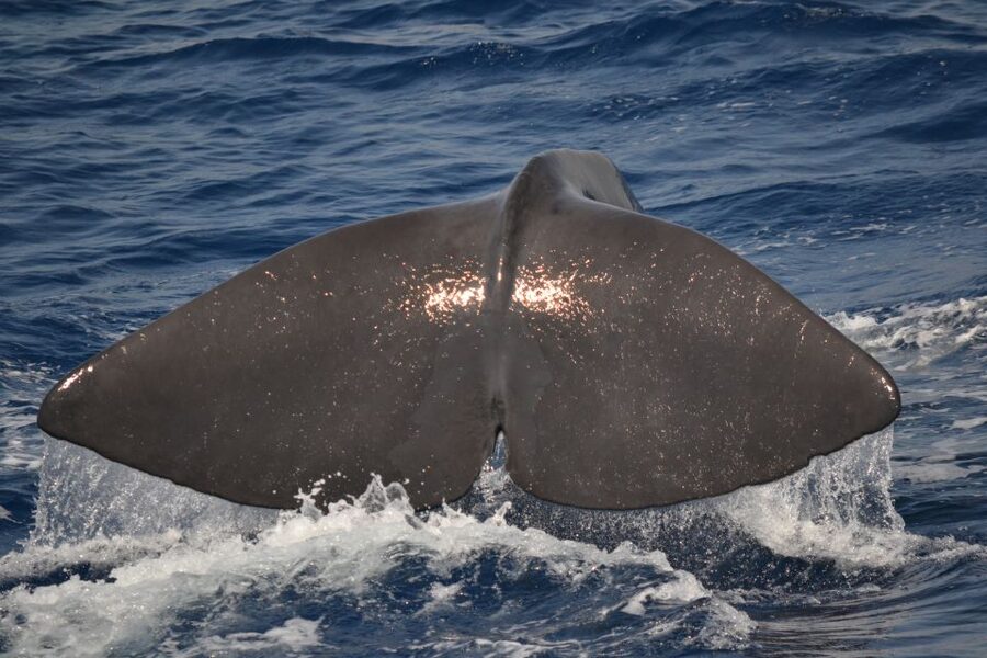 Genoa: Pelagos Sanctuary Whale Watching Cruise - Reaching 1,000 to 1,500 meters of water