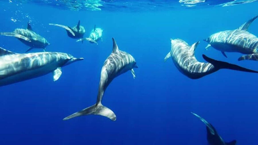 Giardini Naxos: Semi-Submarine Tour to Isola Bella - Key points before you book