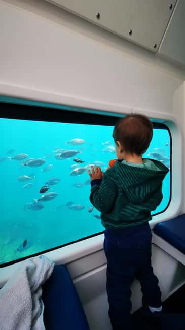 Giardini Naxos: Semi-Submarine Tour to Isola Bella - Dolphin watching and the limits of wildlife