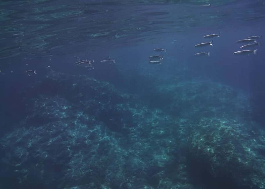 Giardini Naxos: Taormina & Isola Cruise Bella with Aperitif - Prosecco and a taste of Sicily