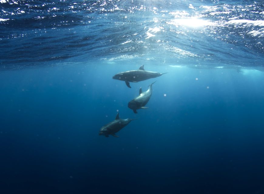 Golfo Aranci: Dolphin Watching and Snorkeling Boat Tour - Starting at Sos Aranzos near Golfo Aranci