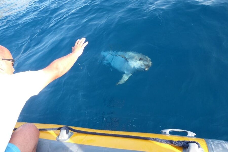 Golfo Aranci: Dolphin Watching and Snorkeling Boat Tour - Weather, cancellations, and practical flexibility