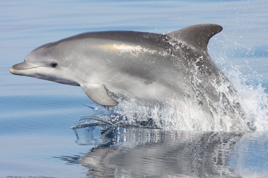 Golfo Aranci: Eco-Friendly Dolphin Watching Boat Trip - Five things that make this dolphin trip worth considering