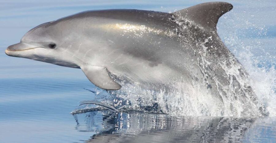 Golfo Aranci: Eco-Friendly Dolphin Watching Boat Trip - From Golfo Aranci to the waters of Figarolo