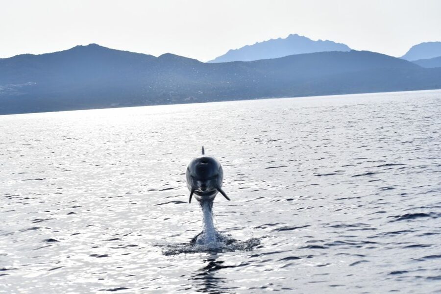 Golfo Aranci: Eco-Friendly Dolphin Watching Boat Trip - What dolphin watching actually feels like