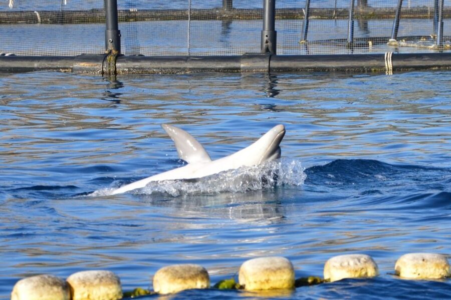 Golfo Aranci: Eco-Friendly Dolphin Watching Boat Trip - Eco-friendly rules that matter