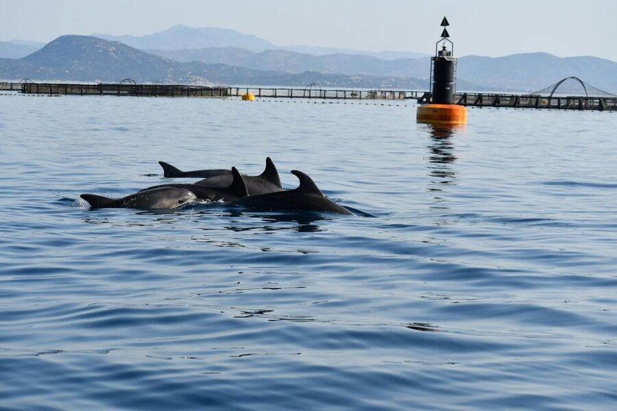 Golfo Aranci: Eco-Friendly Dolphin Watching Boat Trip - Is $41 a fair price?