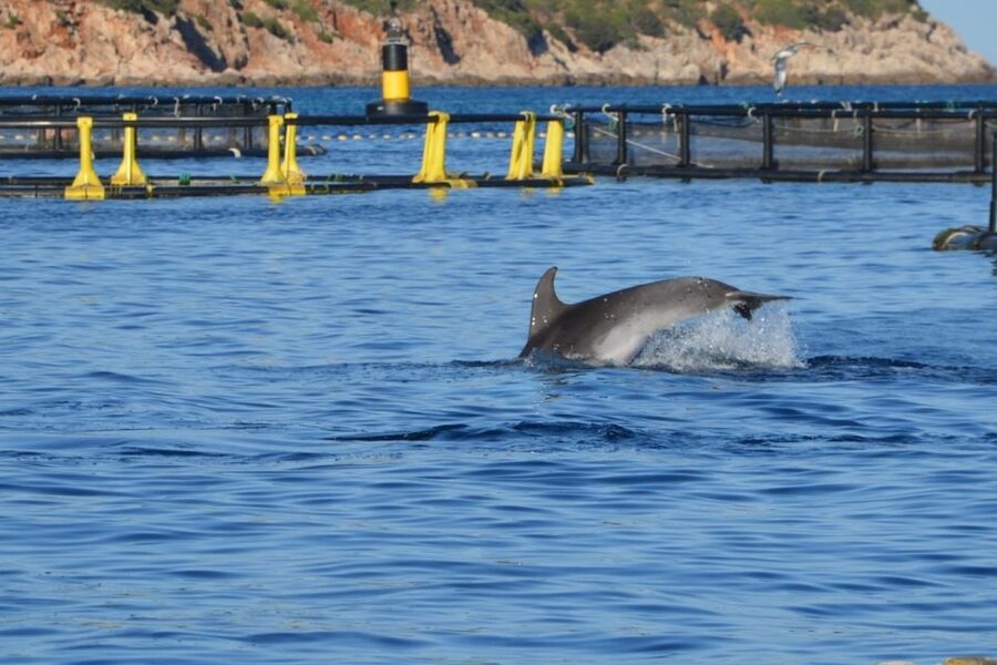 Golfo Aranci: Eco-Friendly Dolphin Watching Boat Trip - Who will enjoy this most?