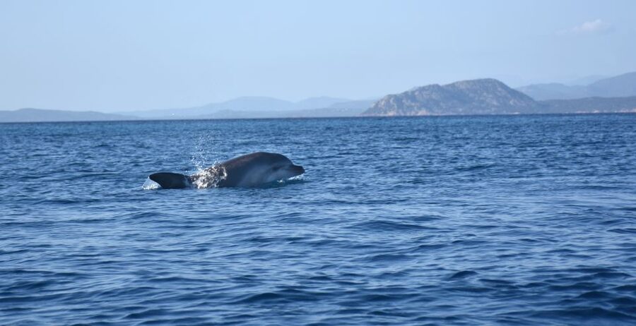Golfo Aranci: Kayak Tour with Dolphins and Aperitif - Timing, comfort, and what to bring