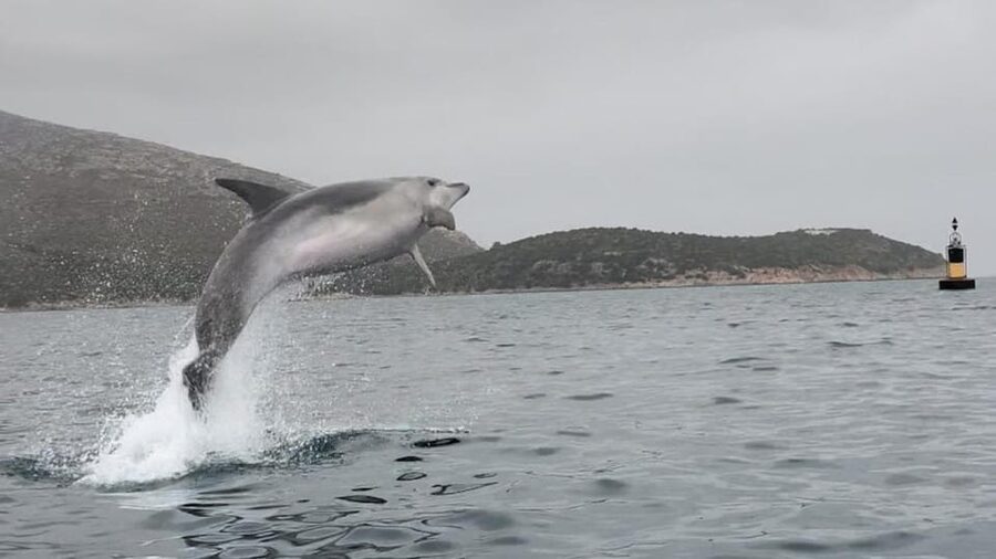 Golfo Aranci: Small group Kayak tour with Aperitif &dolphins - Morning or sunset: choosing the better departure