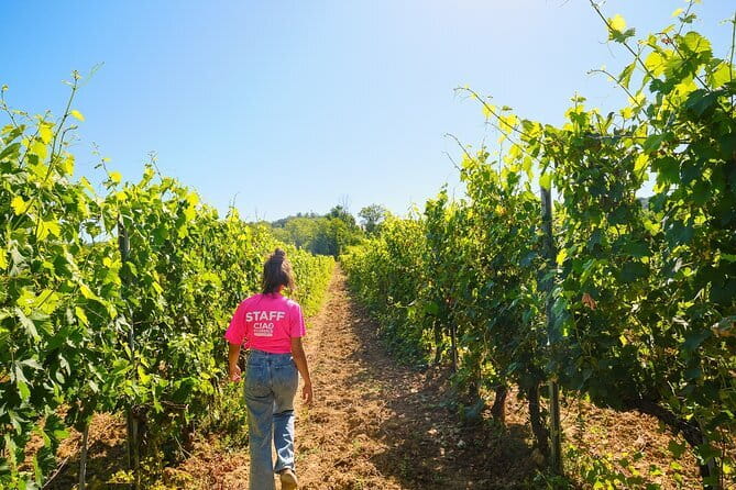 Half day Chianti Vineyard Escape from Florence with Wine Tastings - Leaving Florence from Piazzale Montelungo