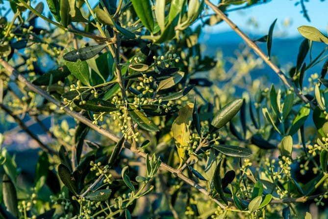 Hands-On Pasta Cooking Class in Florence with optional Pizza - Is $76.22 Good Value?