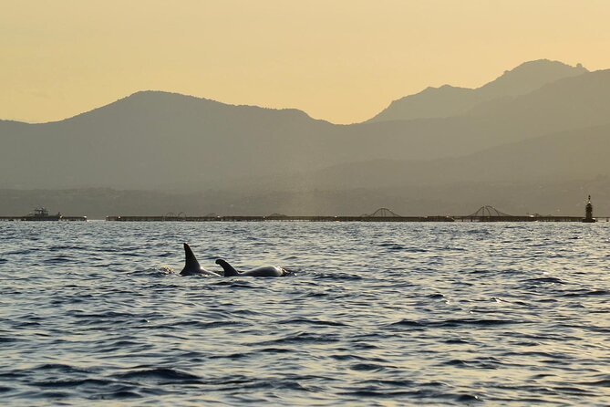 Kayak tour with aperitif and dolphins - How small is the group?