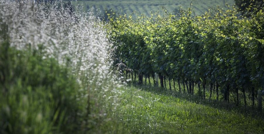 Lake Garda: Wine Tour and Tasting Experience in Bardolino - Price, timing, and what you receive for $47