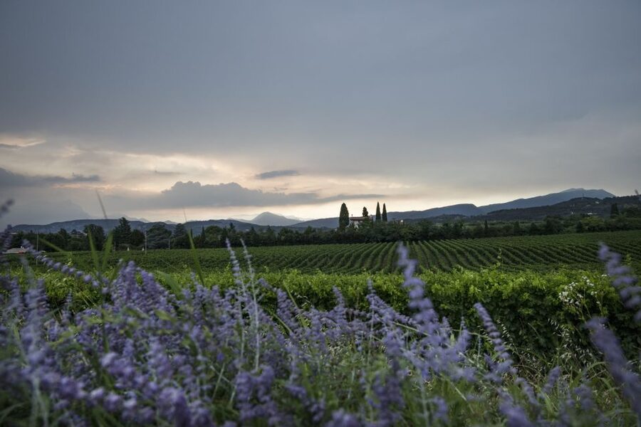 Lake Garda: Wine Tour and Tasting Experience in Bardolino - Who will enjoy this Bardolino wine experience?