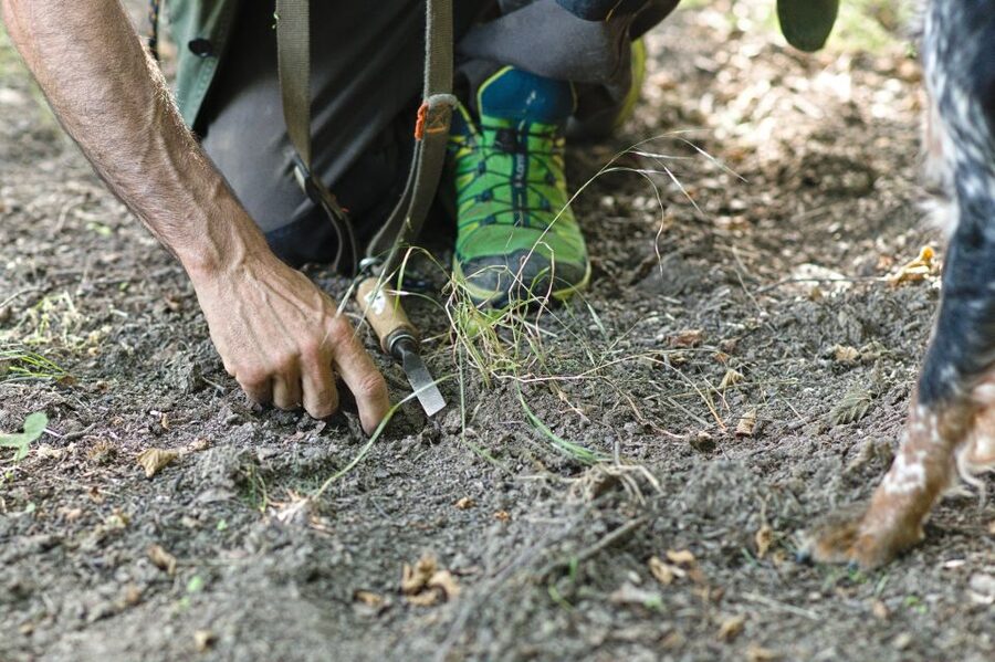 Langhe: Truffle Hunting Experience - Key points to know before booking
