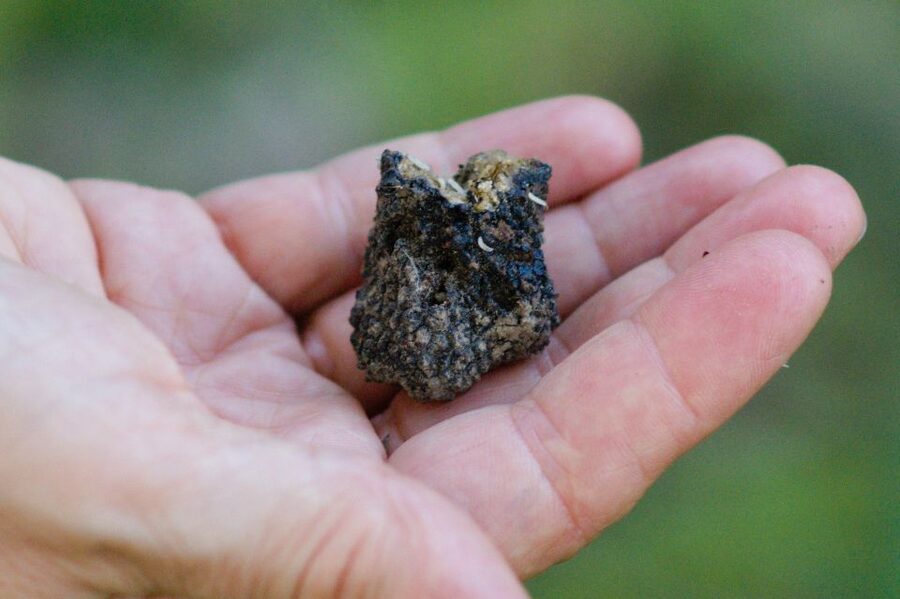 Langhe: Truffle Hunting Experience - Why this Piedmont experience feels different