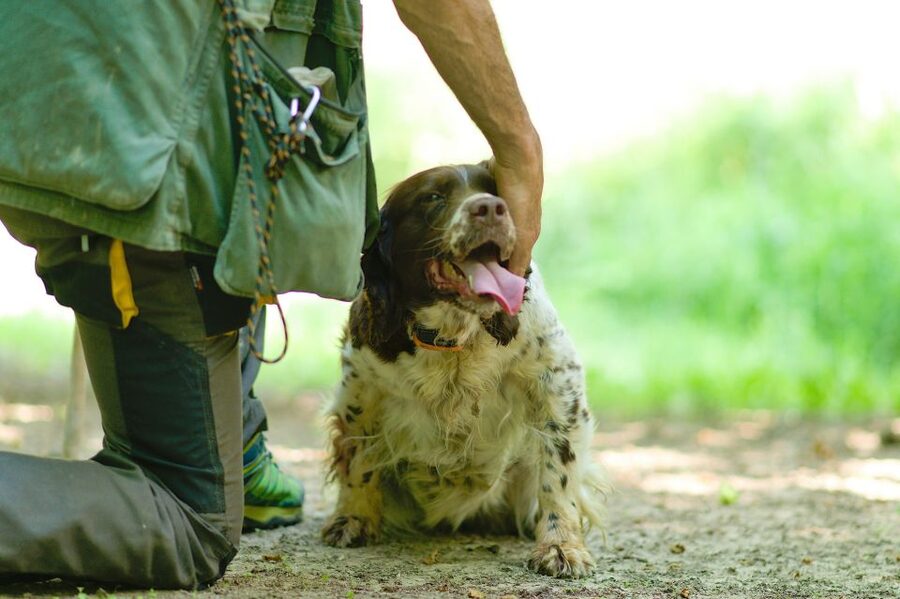 Langhe: Truffle Hunting Experience - Watching the dog work with the trifolao