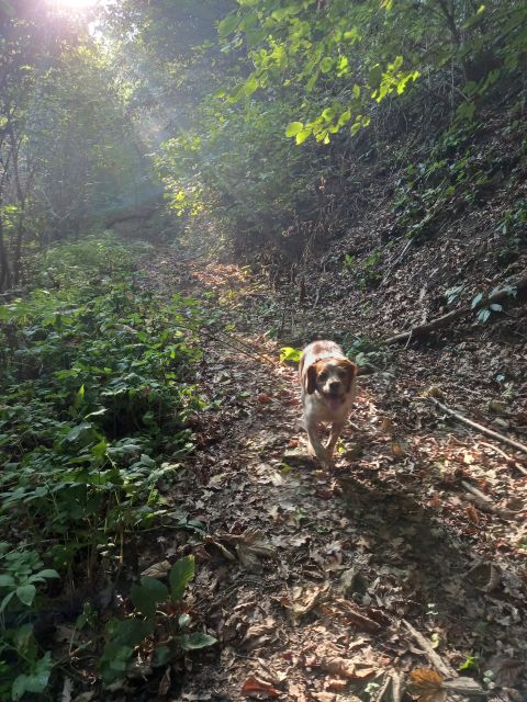 Langhe: Truffle Hunting Experience - What the short and long options include