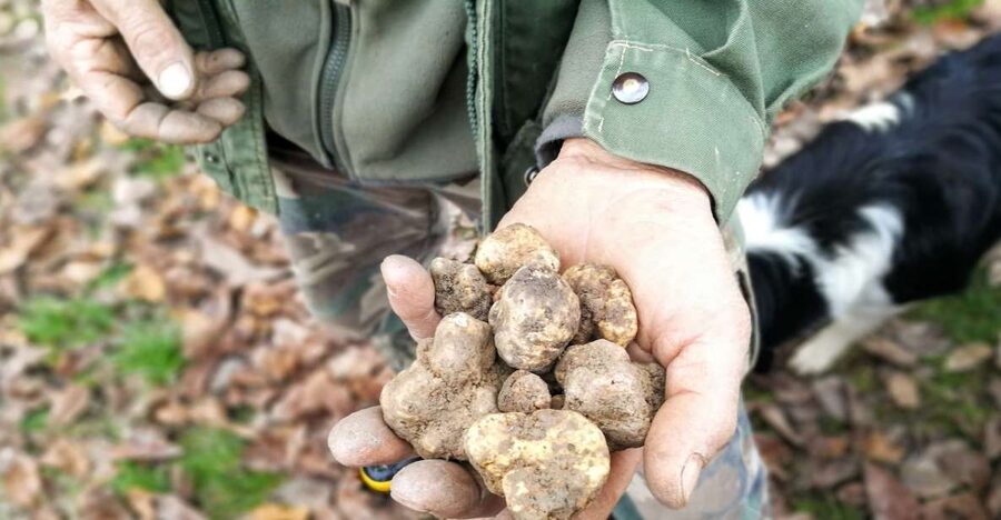 Langhe: Truffle Hunting Experience - Buying the truffles you find
