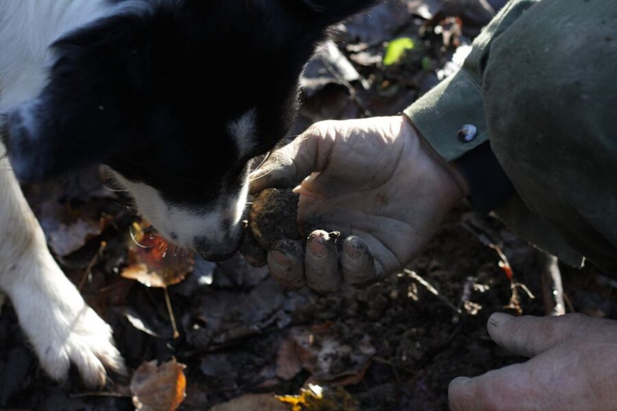 Langhe: Truffle Hunting Experience - Who should book this outing?