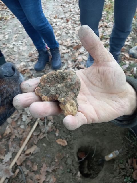 Langhe: Truffle Hunting Experience - Meeting in Alba and following the hunter